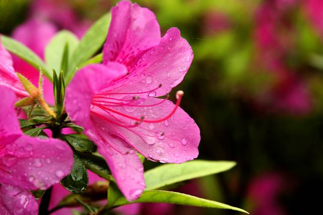 高清杜鹃花素材