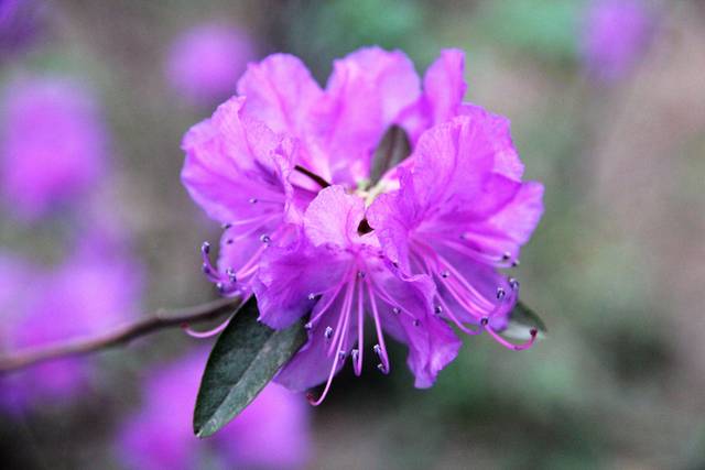 紫色杜鹃花元素