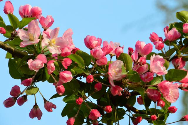 海棠花元素