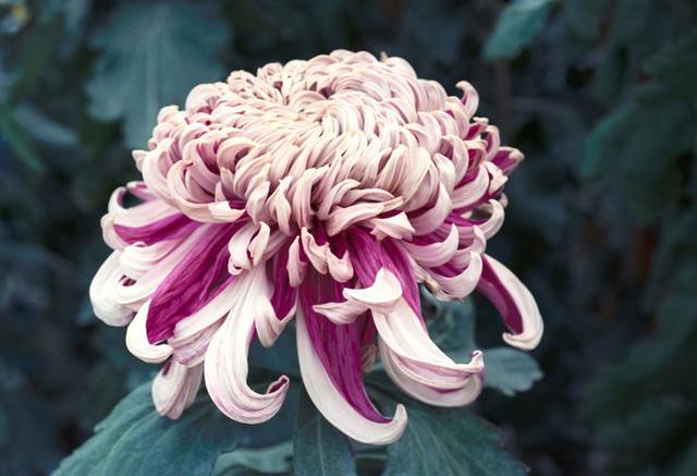 菊花植物素材