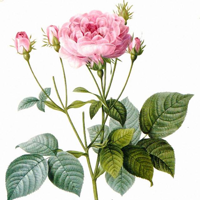 月季花元素