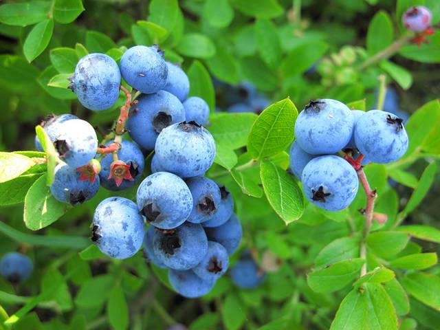 蓝莓水果元素