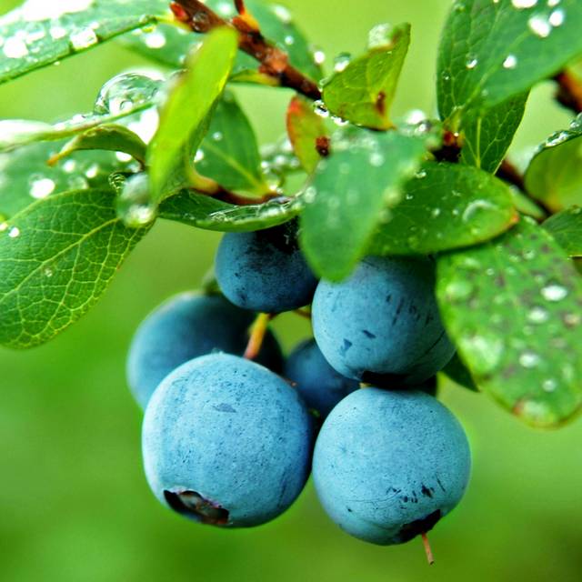 枝头的蓝莓