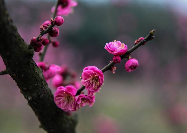 高清梅花图片