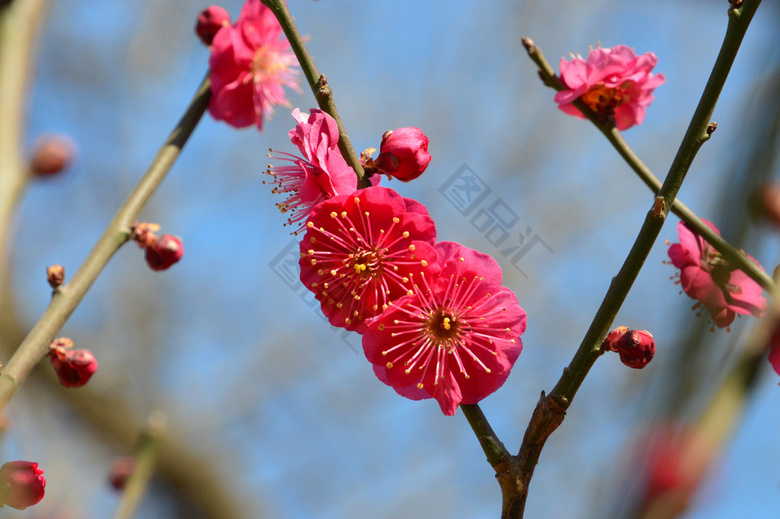 紅白梅花圖 梅花⋯紅千鳥
