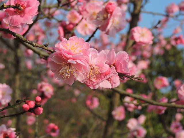 盛开的粉色梅花