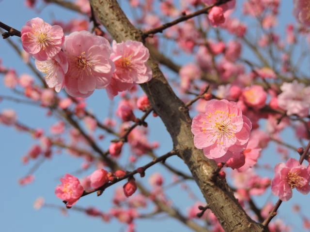 梅花设计素材