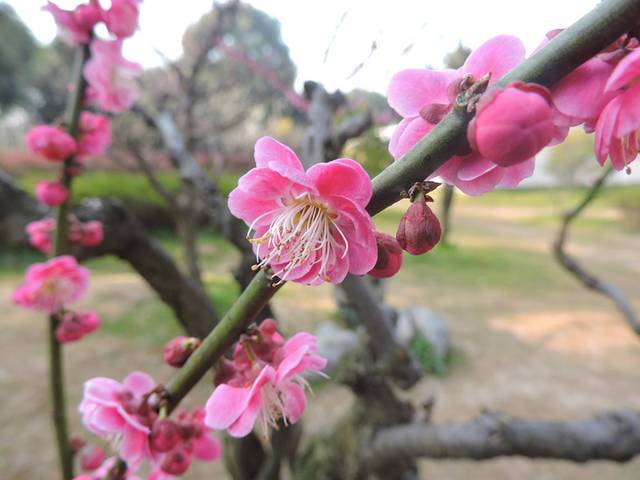 红梅花素材