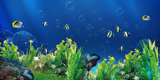 海底世界鱼群和珊瑚