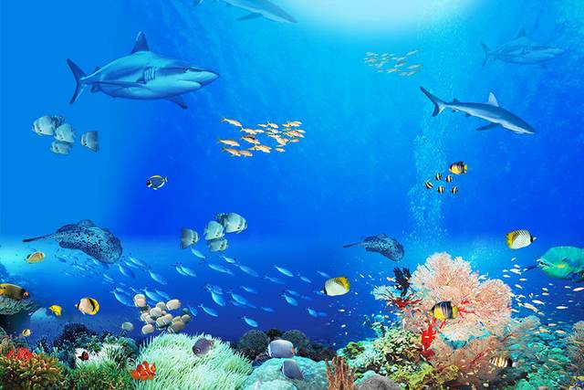 海底世界珊瑚和鱼