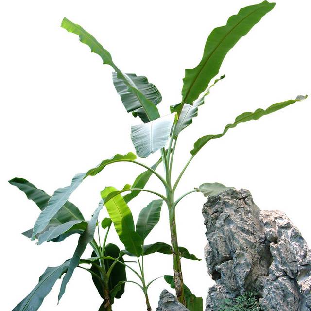假山和芭蕉