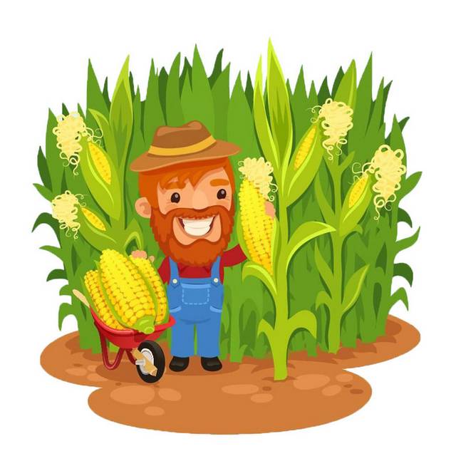 摘玉米的农民