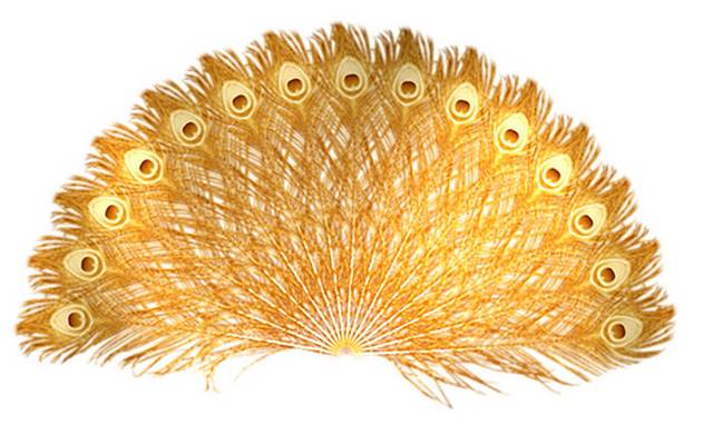 金色孔雀羽毛折扇