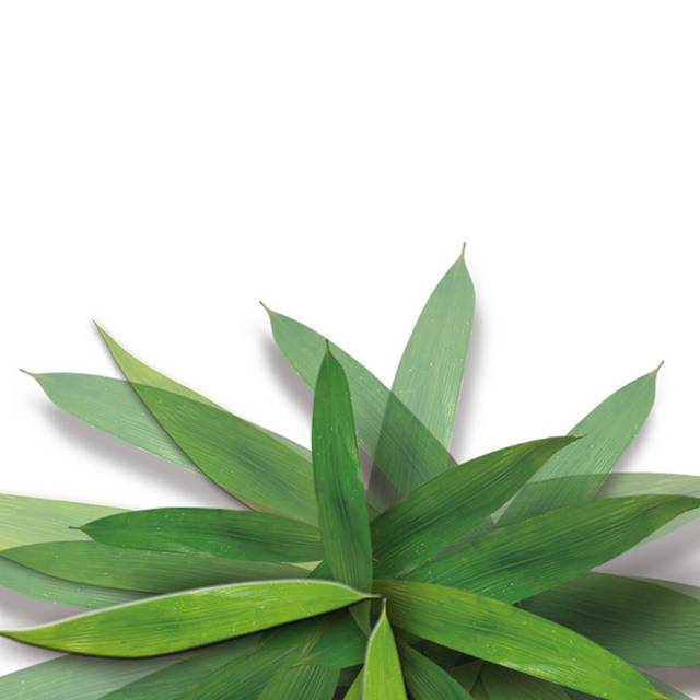 许多粽叶素材