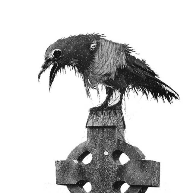 乌鸦和墓碑