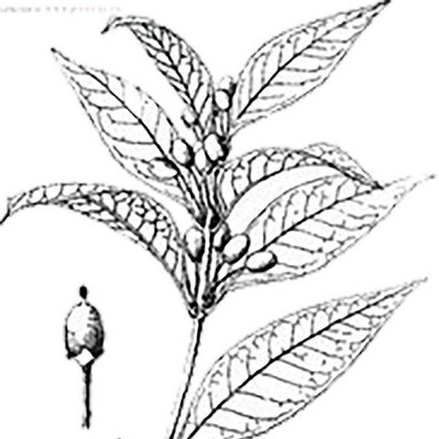 素描茱萸花素材