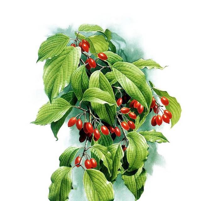 手绘茱萸植物