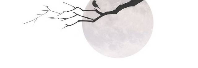 月亮下的树枝剪影
