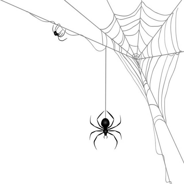 蜘蛛和蛛网