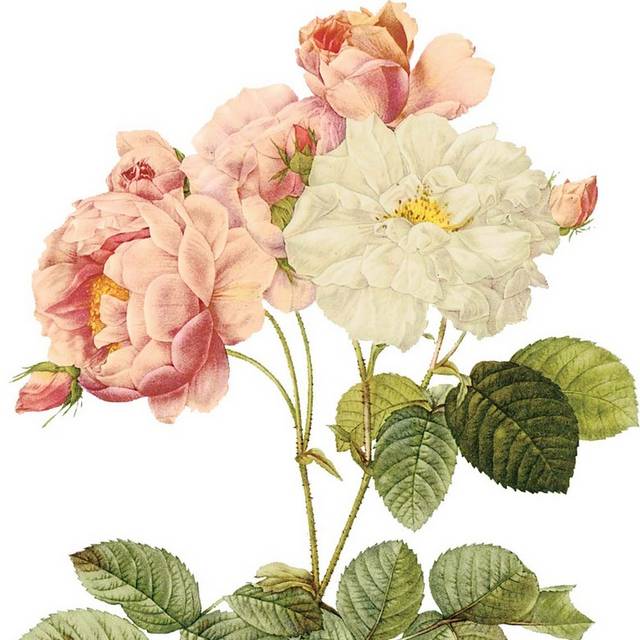 花朵和绿叶