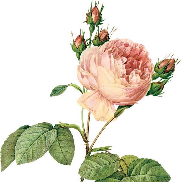 花朵和绿叶素材