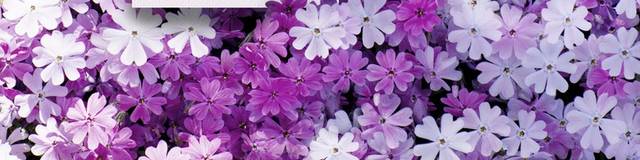 紫色花卉促销背景