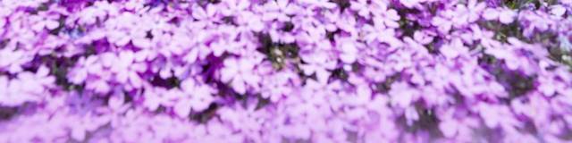紫色花卉促销背景