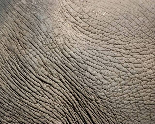 大象皮条纹背景