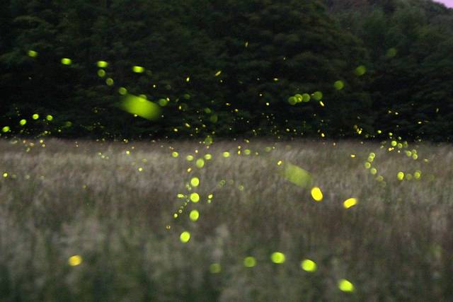 草丛里的萤火虫