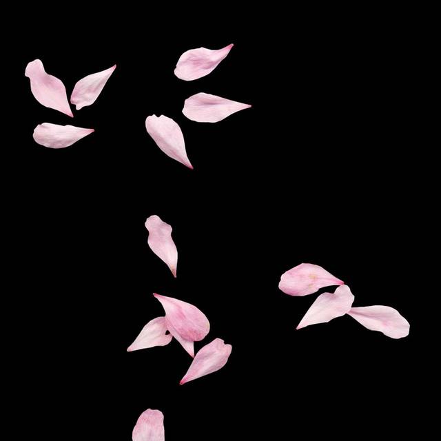 淡粉色花瓣素材