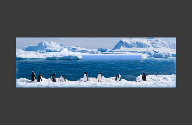 南极企鹅banner背景模板