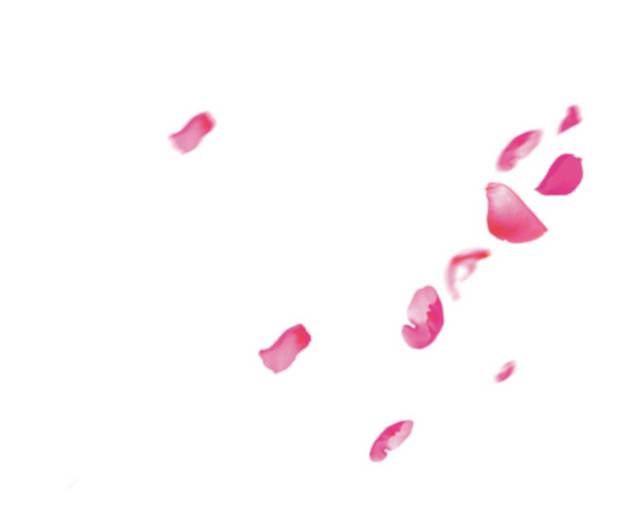 粉红花瓣漂浮素材