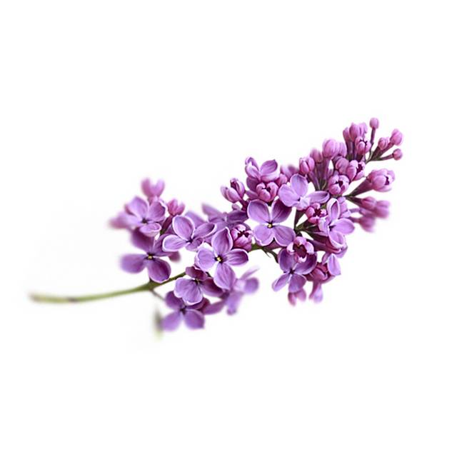 紫色鲜花素材