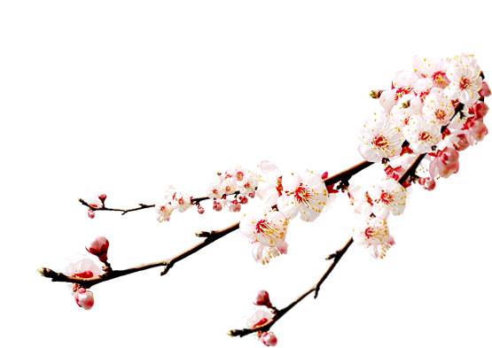 梅花素材