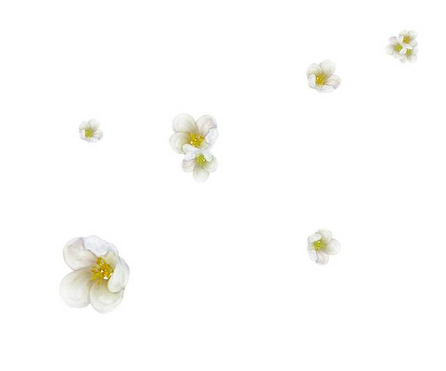 白色花朵漂浮素材