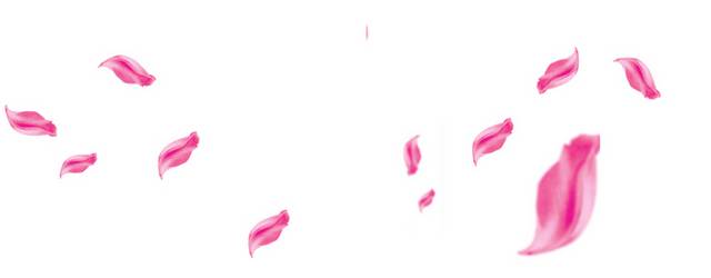 粉色艺术花瓣漂浮素材