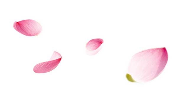 精美粉色花瓣漂浮素材