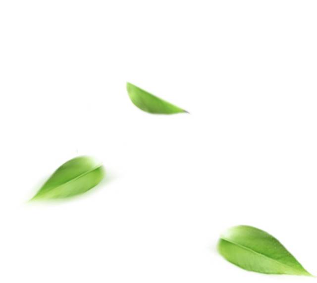 绿叶漂浮素材