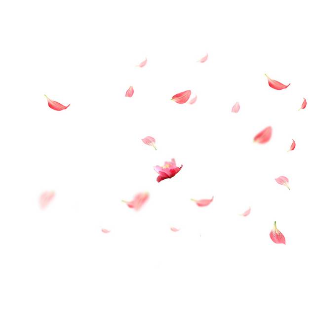 红色花瓣漂浮素材
