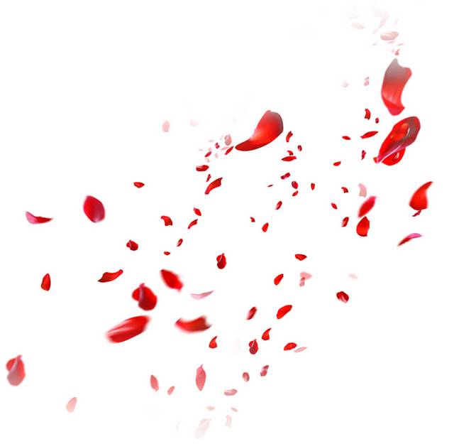 红色的花瓣漂浮素材