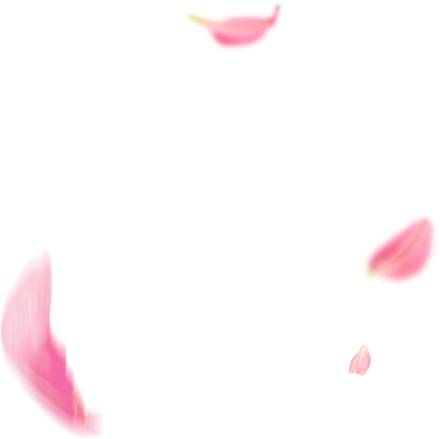 精美粉色花瓣漂浮素材