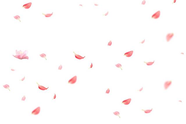 粉色的花瓣漂浮素材下载
