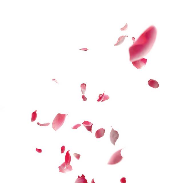 红色的花瓣漂浮素材