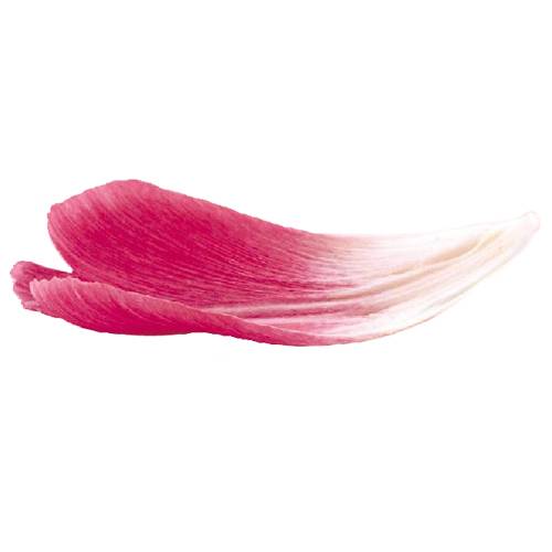 渐变花瓣漂浮素材
