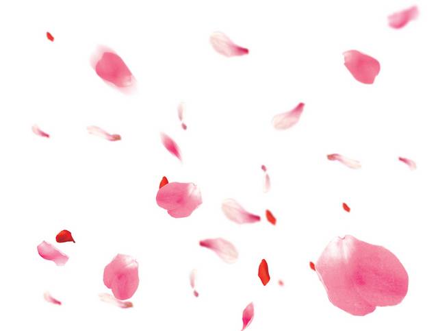 美丽粉红花瓣漂浮素材