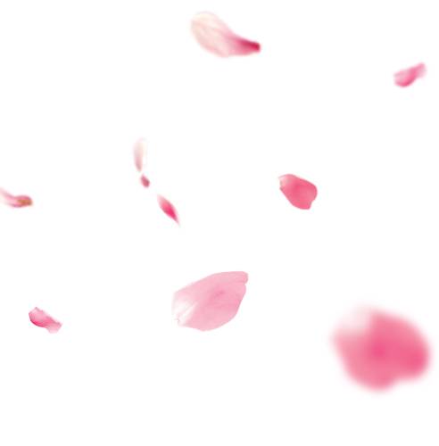 精美粉红色的花瓣漂浮素材