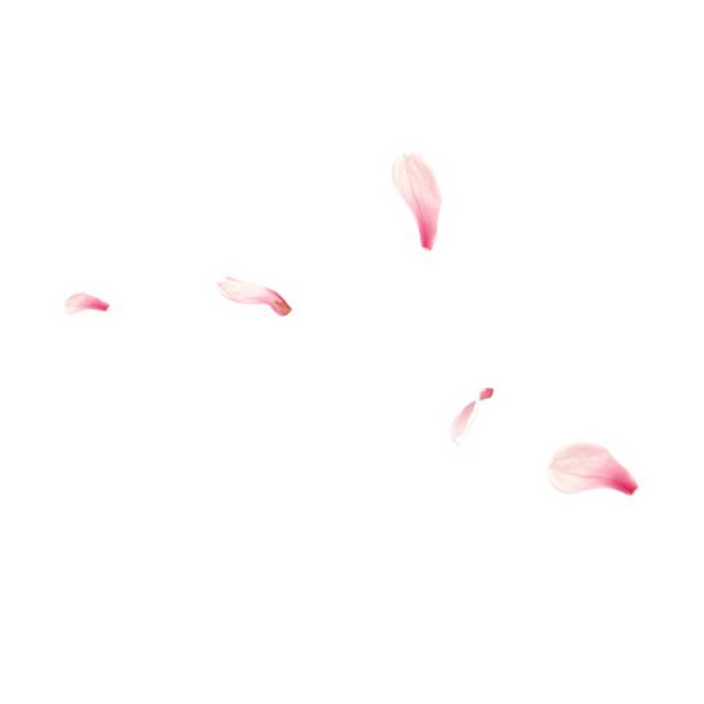 简约粉红色花瓣漂浮素材