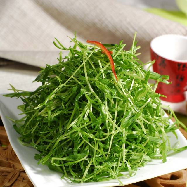 拌苦菊苗图片
