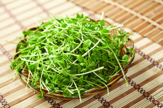 豆苗图片1