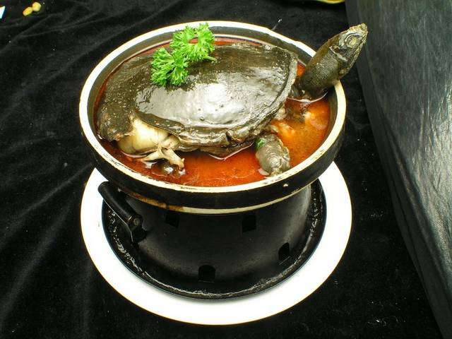 美味菜品红煨甲鱼图片